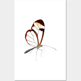 Amazing Glasswing Butterfly Posters and Art